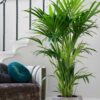 Kentia Palm