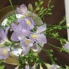 freesia-lilla