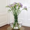 freesia-lilla