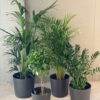 Kentia palm - Image 3