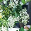 Baby's Breath