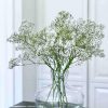 Baby's Breath