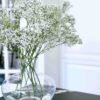 Baby’s Breath