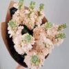 Matthiola