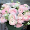 Ranunculus