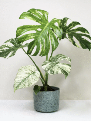 Monstera Albo
