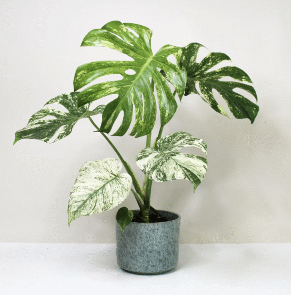 Monstera Albo