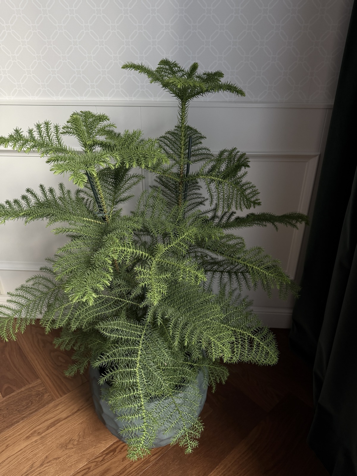 Araukaaria (Araucaria) 2 Araukaaria ehk Araucaria