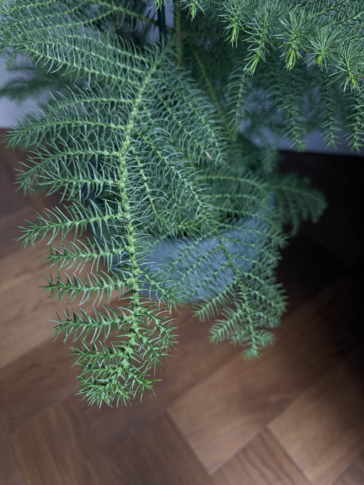 Araukaaria (Araucaria) 3 Araukaaria ehk Araucaria