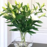 Milliseid lilli kinkida mehele? 6 VALGEÕIELINE LIILIA